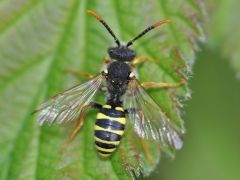 Nomada goodeniana